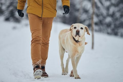 снежна зимна разходка с кучета