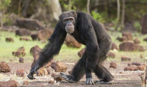 Снимка на Лутер от шимпанзе Династии