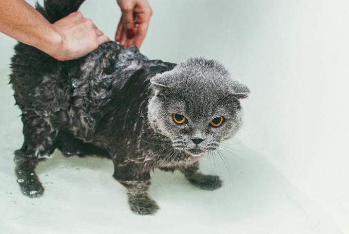 изрязани ръце на жена, която мие сива шотландска клепоуха котка във вана, фокусирайки се върху тялото му и оставяйки главата му суха