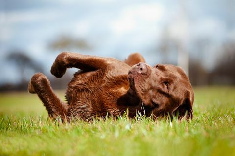 кафяво куче ретривър лабрадор, търкалящо се по тревата