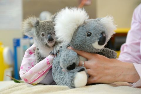 Шейне коалата