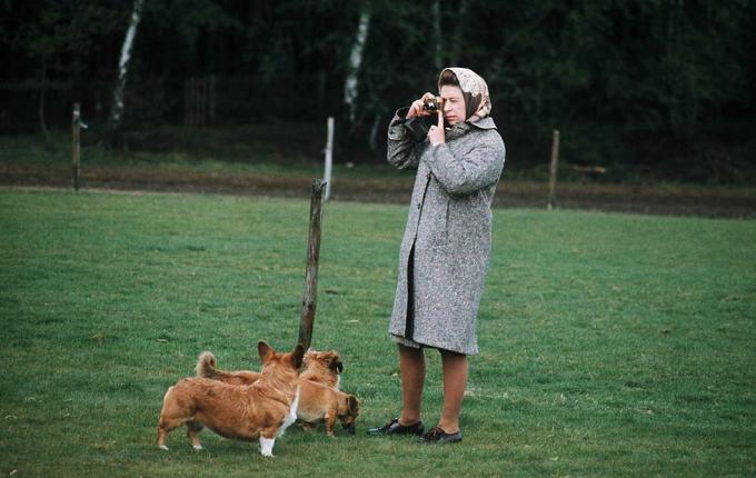 Уиндзор, кралица на Обединеното кралство Елизабет II снима своите коргита в парка Уиндзор през 1960 г. в Уиндзор, Англия снимка от Ануар Хъсингети изображения