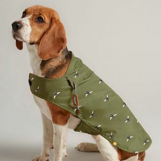 Маслинено зелено восъчно палто за куче