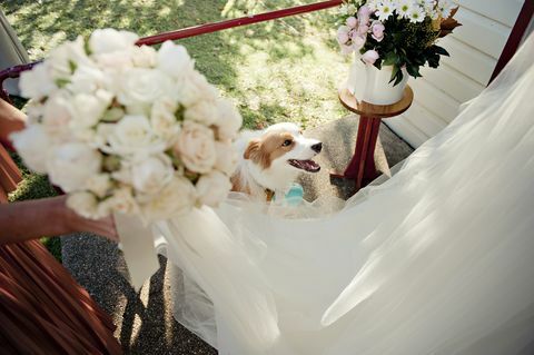 Куче на сватбен прием