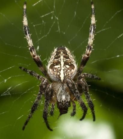 uk spiders – европейски градински паяк