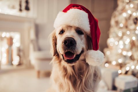 Веселият кучешки лабрадор седи в шапката на Дядо Коледа.
