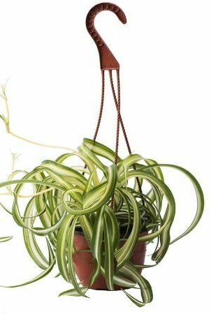 Curly Spider Plant, 8-инчова кошница