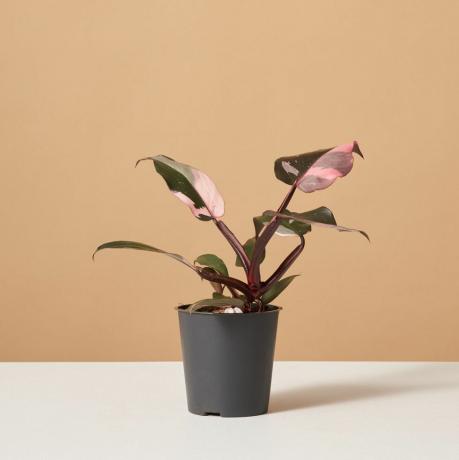 Philodendron Pink Princess, 4-инчова саксия