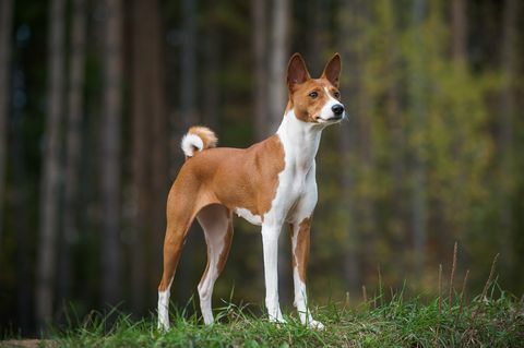 женско куче basenji