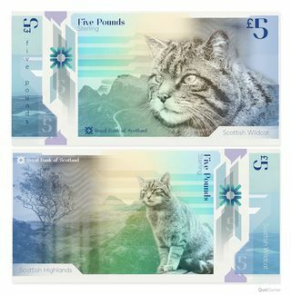 Снимка на банкнота от шотландски диви котки