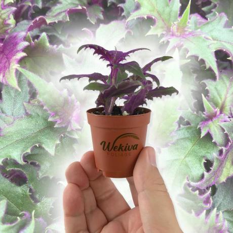 Purple Passion Plant, 2-инчова саксия