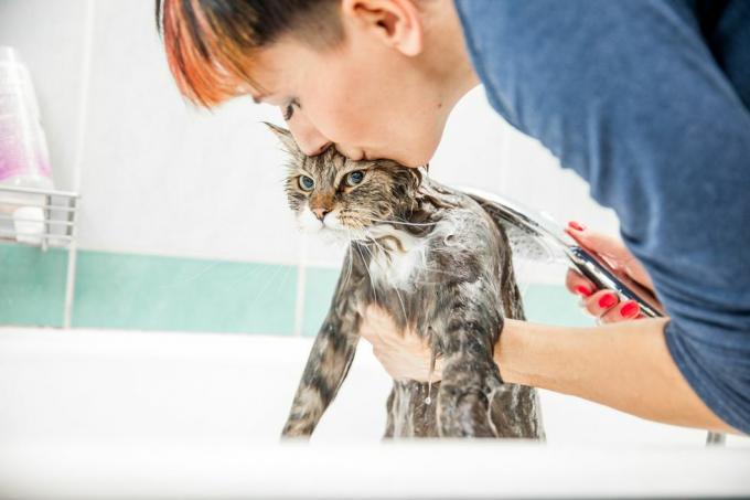 възрастна жена мие сибирска котка във ваната, повдига предницата му изпод ръцете му и целува главата му, докато работи