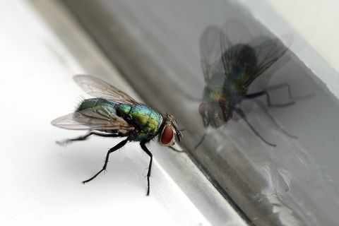Къща за муха и стъкло отражение отблизо