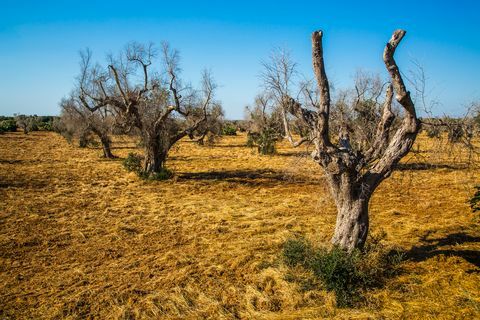 Маслинови дървета, нападнати от xylella fastidiosa