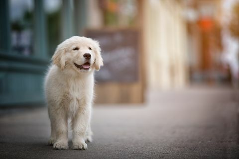 5 най-добри породи кучета, ако вече имате домашни любимци, според Kennel Club