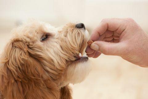 Куче се храни от собственик