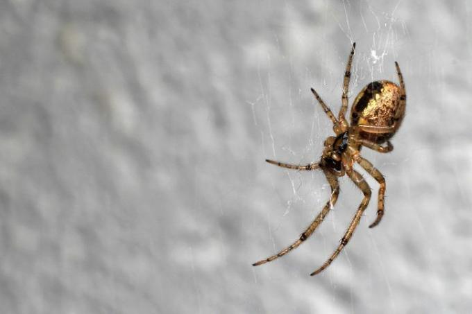 uk spiders – missing sector orb weaver