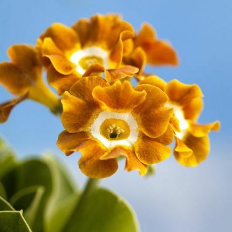 auriculas