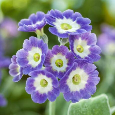 auriculas