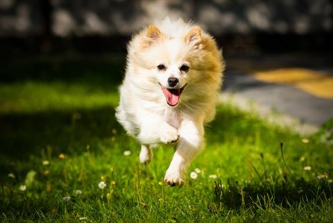 бяло померанско куче, тичащо по полето
