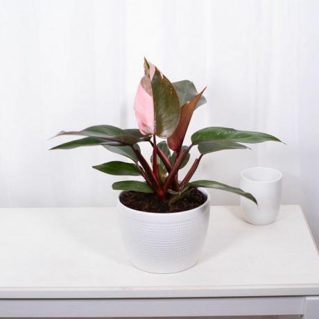 Pink Princess Philodendron, 6-инчова саксия