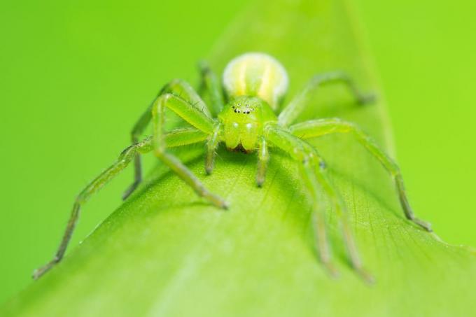 uk spiders – зелен паяк ловец