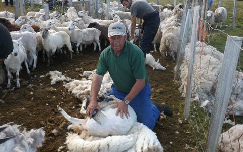 Мъж, който стриже овца