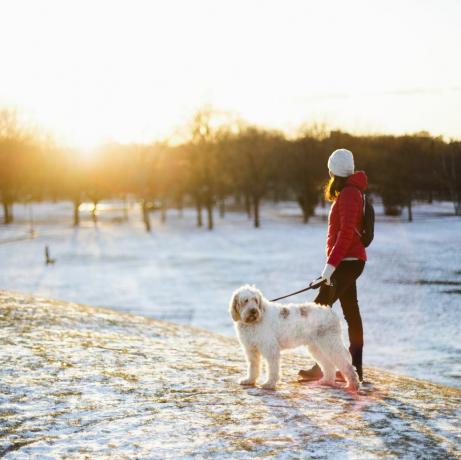 разходка на куче през зимата