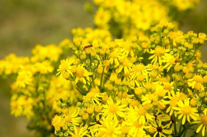 жълти обикновени цветя на рагворт, senecio jacobaea l, расте в съфолкски пясъци, близо до shottisham, съфолк, англия, Великобритания снимка от география photosuniversal изображения група чрез getty images