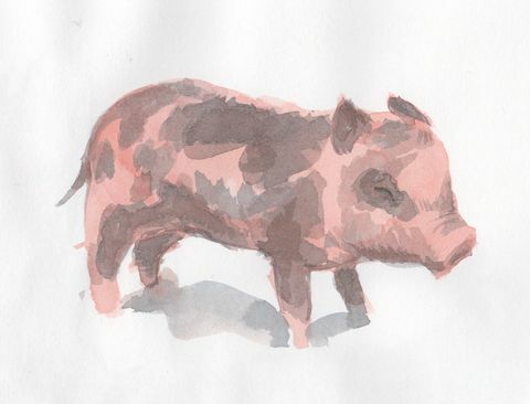 рисуване на прасе