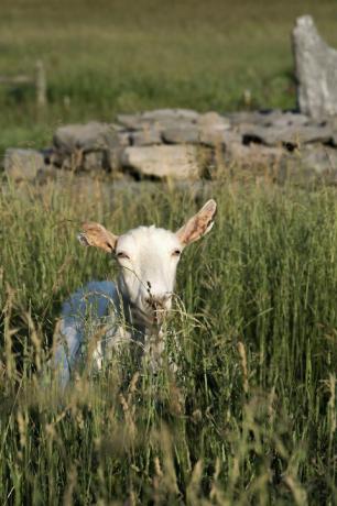 коза във фермата beekman 1802 в извори Шарън, Ню Йорк