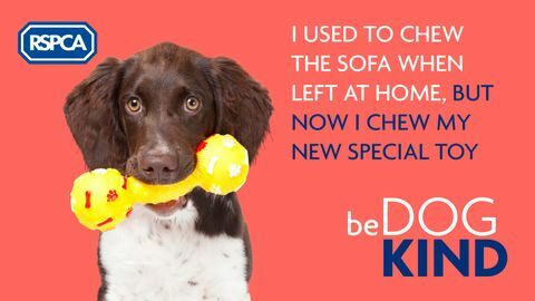 RSPCA Dog Kind кампания