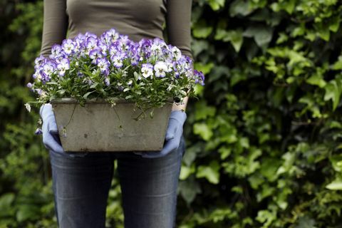 градинарска жена, която държи саксия с растения, съдържаща панички viola sp
