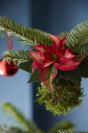 Коледа за украса на Poinsettia