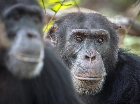 Династия Дейвид снимка на шимпанзето