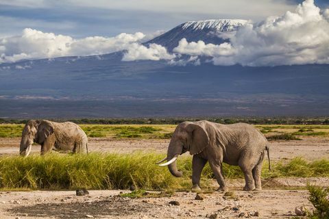 Връх Килиманджаро със слонове - Африка - планина