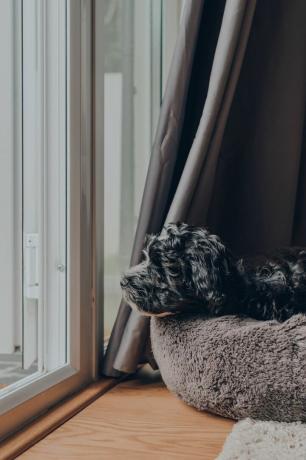 сладко черно и бяло 2-месечно хаванско кученце, лежащо в меко легло до отворена врата на терасата, гледайки света извън селективен фокус