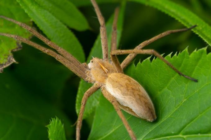 възрастен мъжки бягащ паяк рак от семейство philodromidae