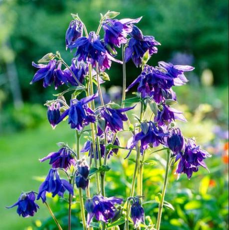 Цветя на Aquilegia vulgaris (европейска колумба, обикновена колумба, кошница на баба, капак на баба)