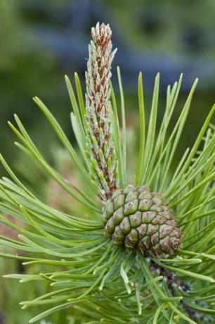 Лозаполски бор (Pinus contorta) с незрял женски семе конус