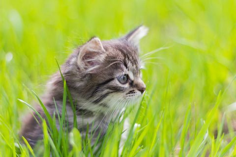 Коте седи в тревата на слънце