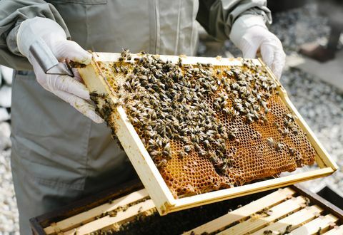 пчеларство