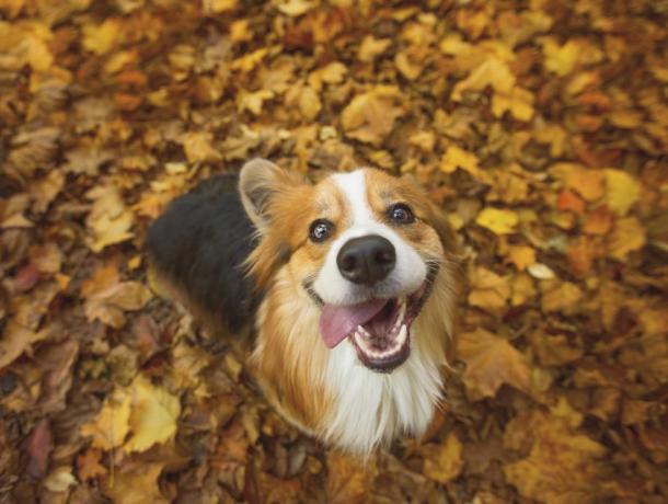 много щастливо дългокосместо, пухкаво куче уелско корги пемброк, седнало сред живи есенни листа, с език, провесен отстрани на устата му в глупава усмивка